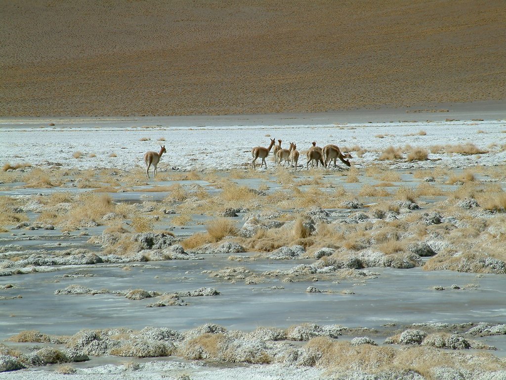 11-Vicunas at Laguna Chalviri.jpg - Vicuñas at Laguna Chalviri